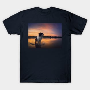 beautiful dog at sunset T-Shirt